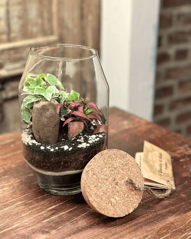 Terrarium Alessia 058