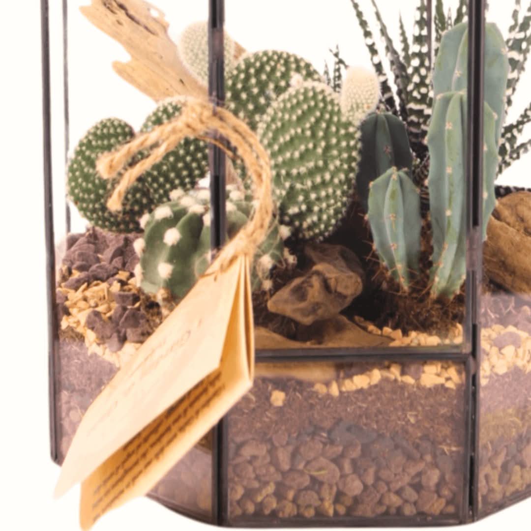 Terrarium Piante Grasse Serra Ottagonale Romantica 069G