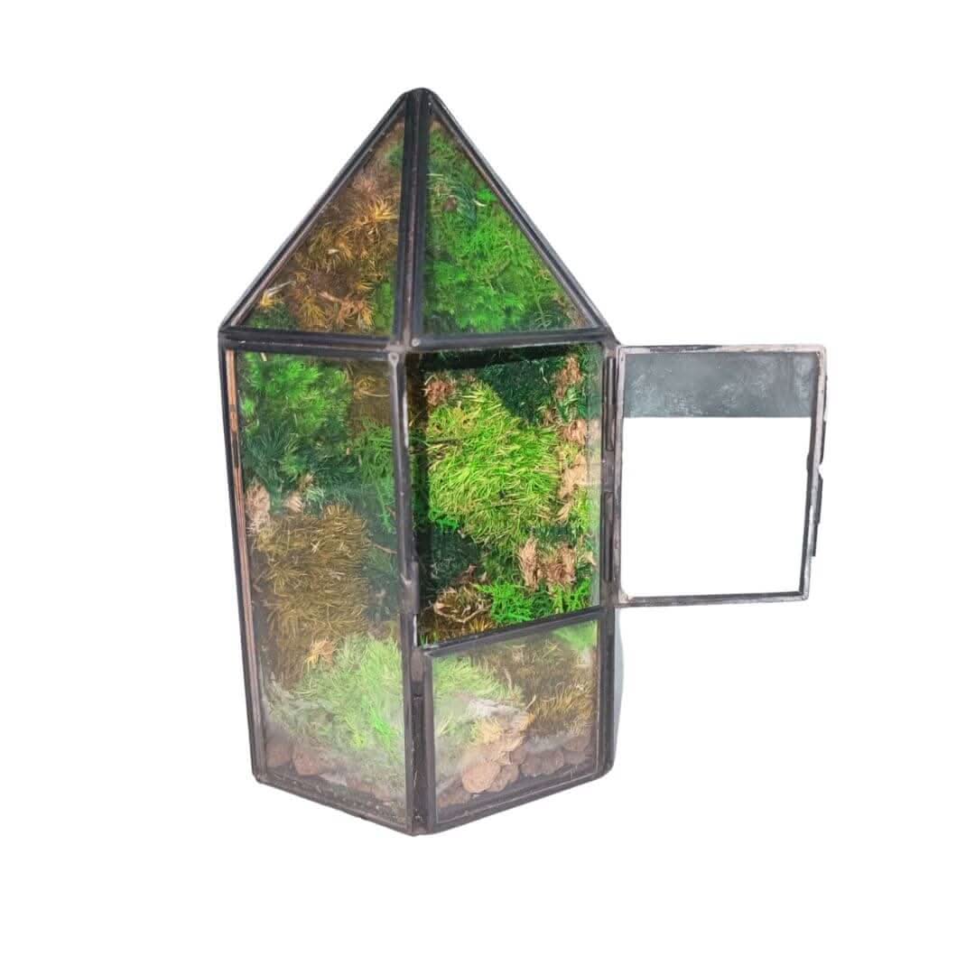 Terrarium Serra di Cristallo con Muschio Stabilizzato