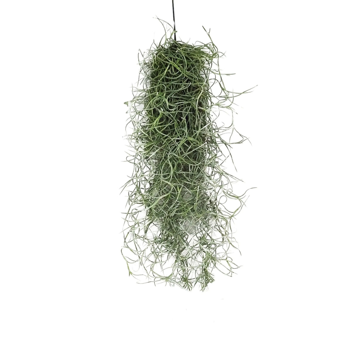 Tillandsia Usneoides (Spanish Moss) 20/22 B L