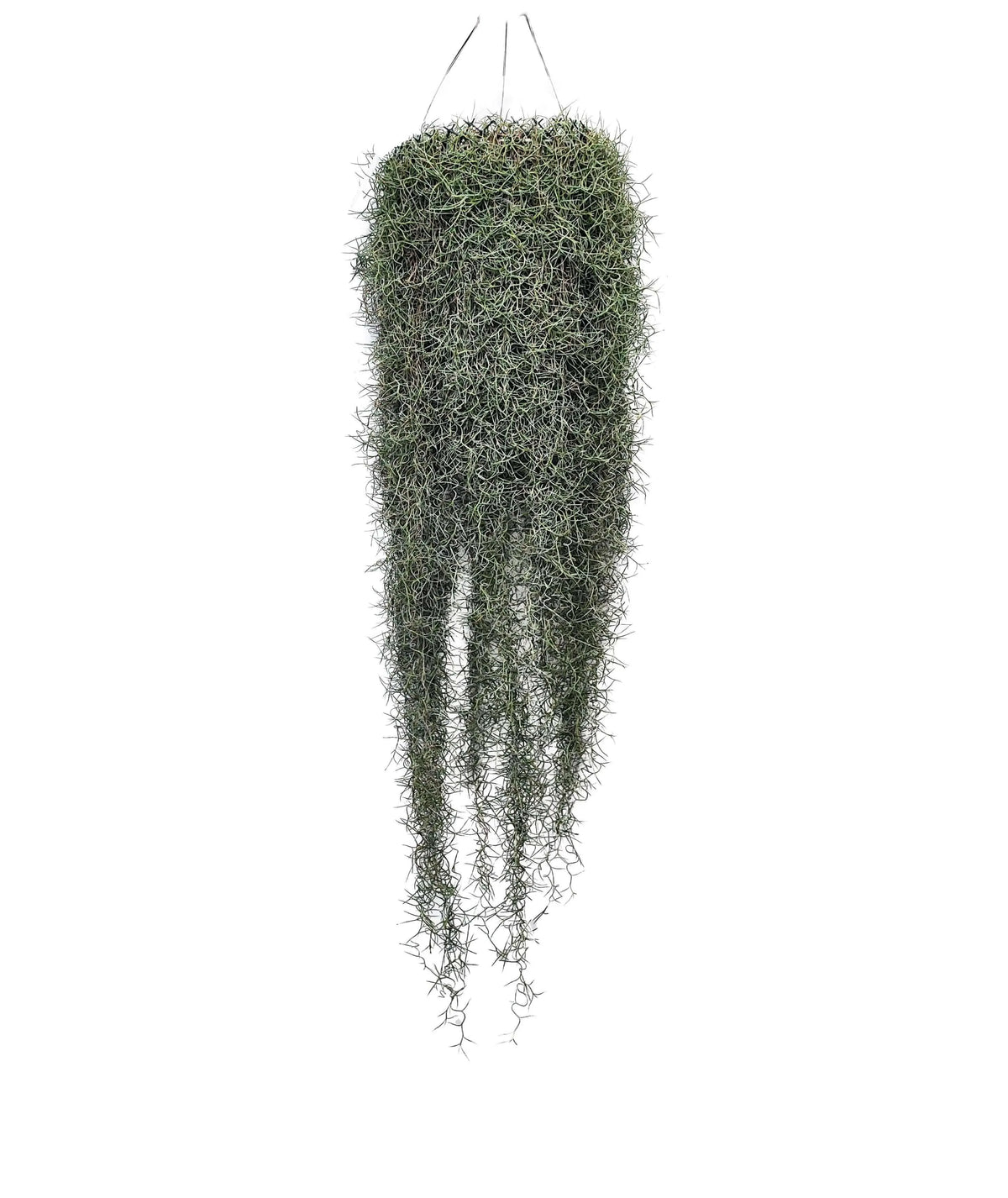 Tillandsia Usneoides  extra  90/100 cm.