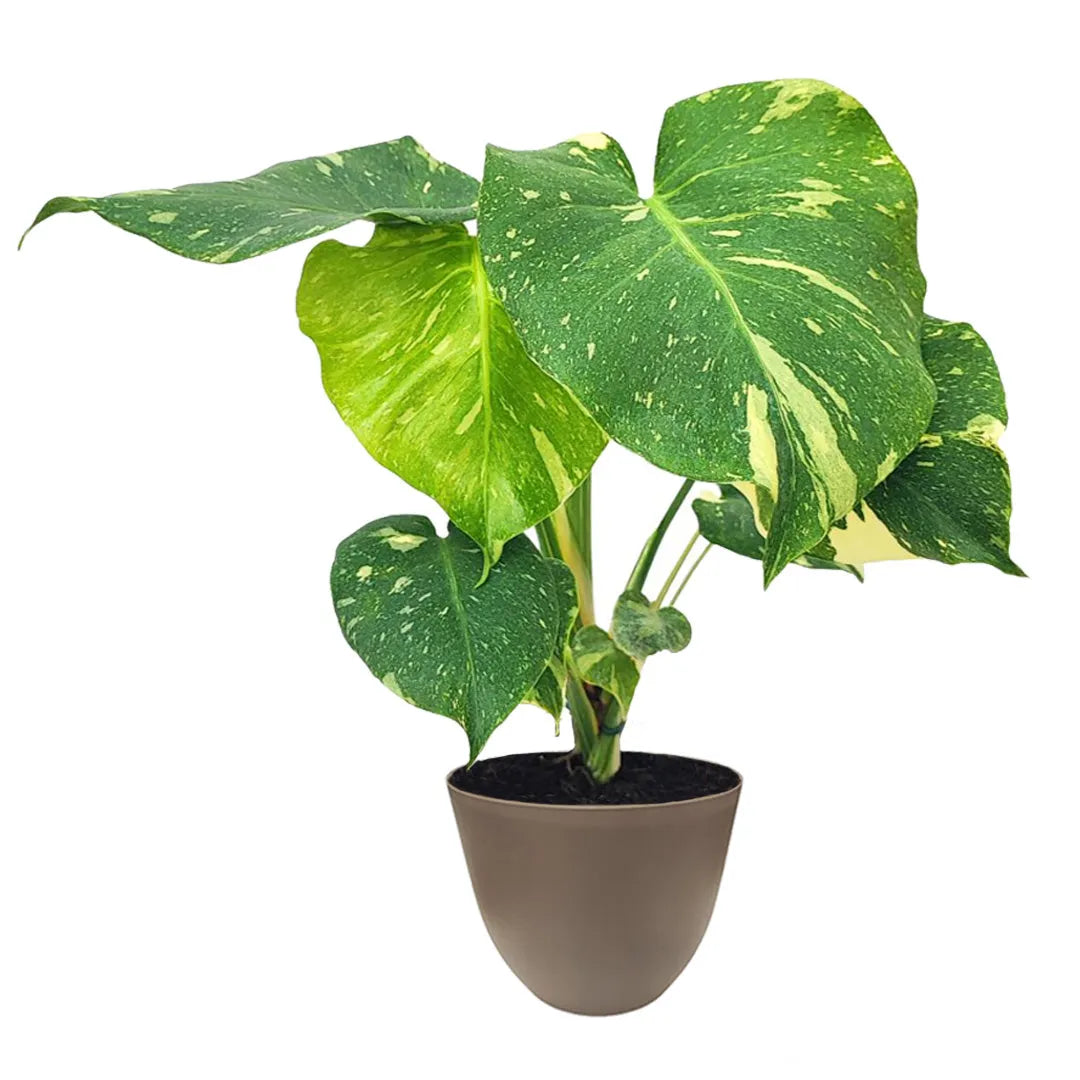 Monstera Thai Constellation D.17 H.65 cm