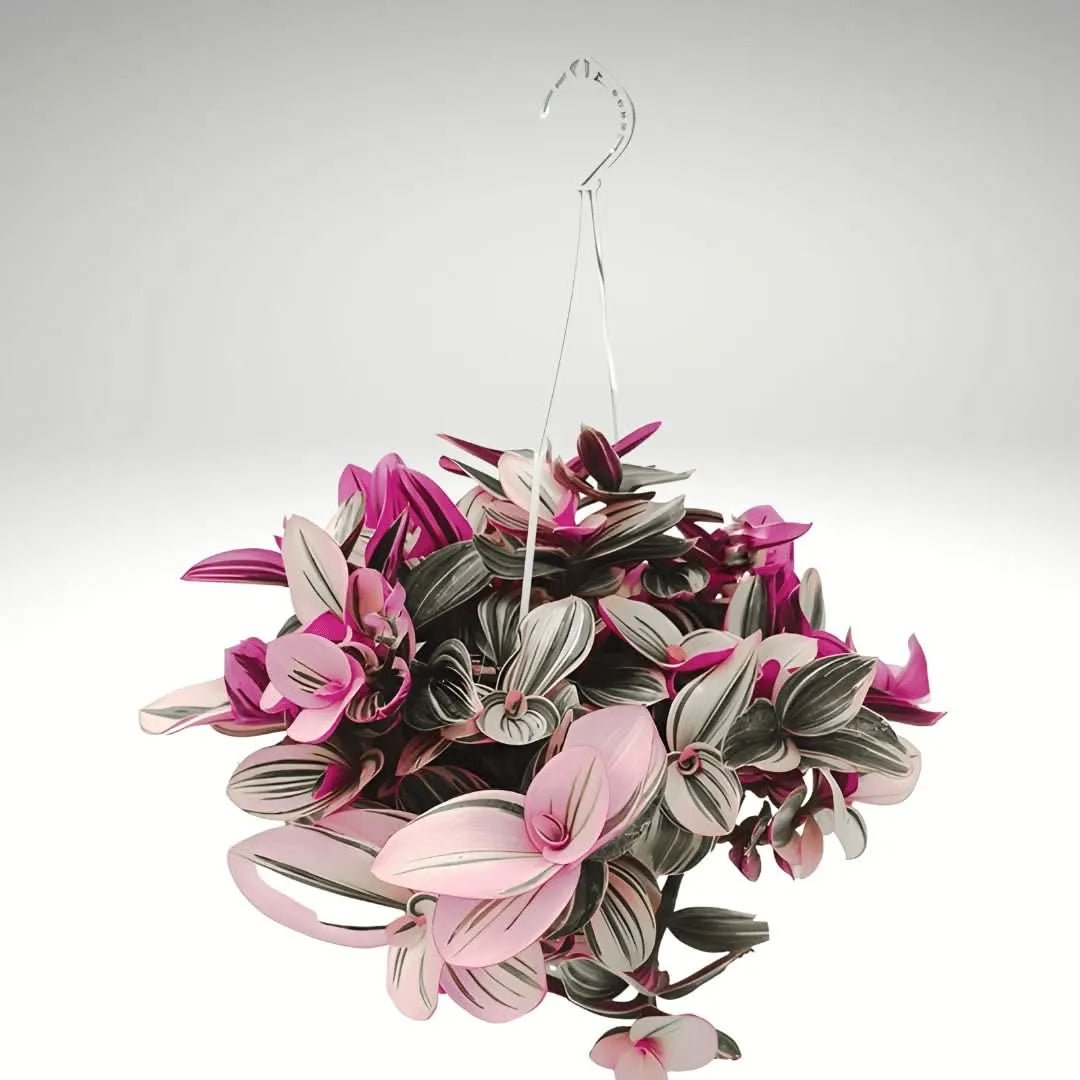 Tradescantia Nanouk in Basket 19 cm