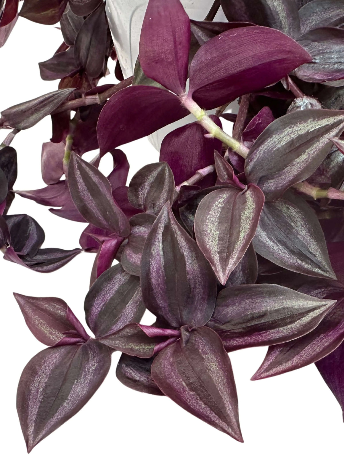 Tradescantia Zebra in basket
