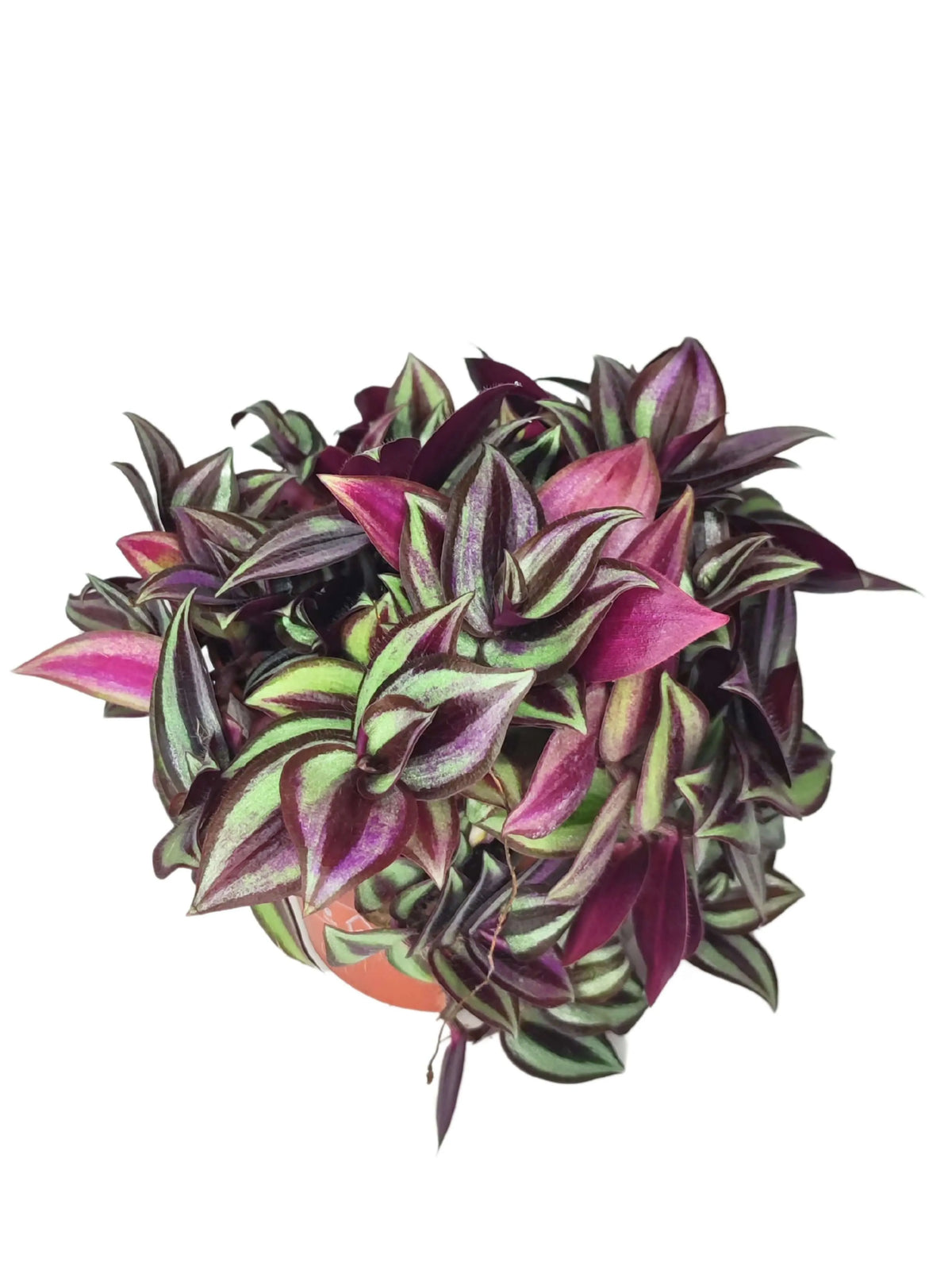 Tradescantia Zebrina