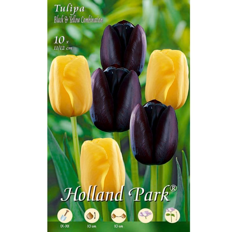 Tulipani combinazione Gialli e Neri - 6 bulbi