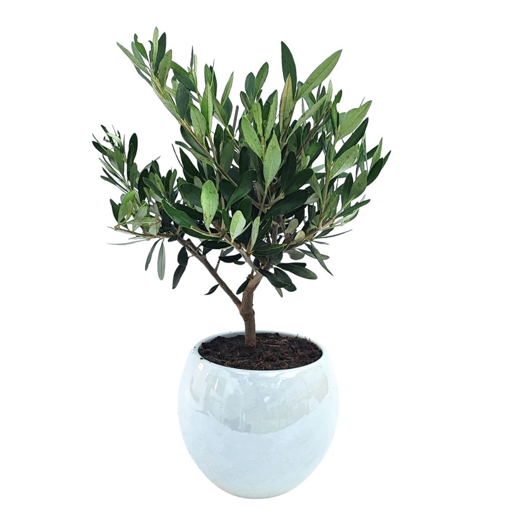 Bonsai Olivo  Puglia Vaso di Ceramica
