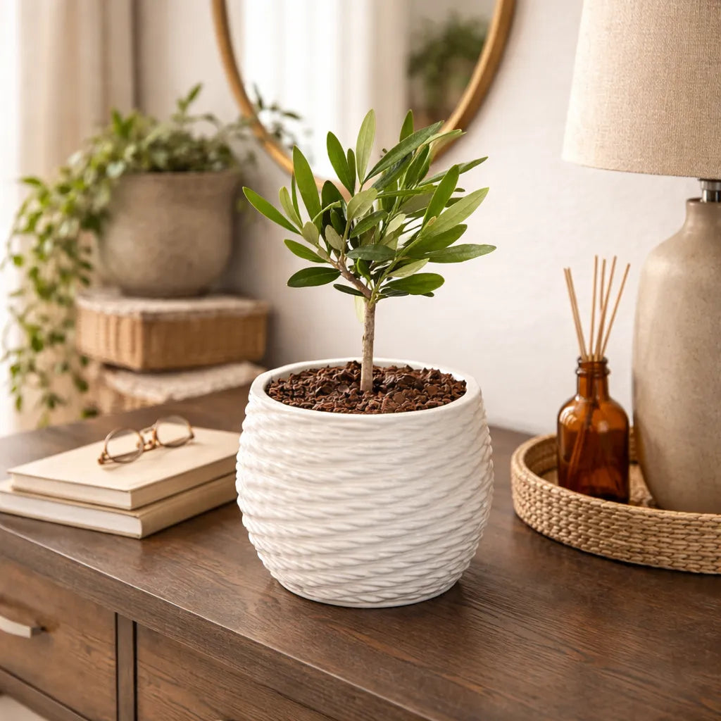 Bonsai olivo in vaso di ceramica Carina D. 10 cm H. 23 cm