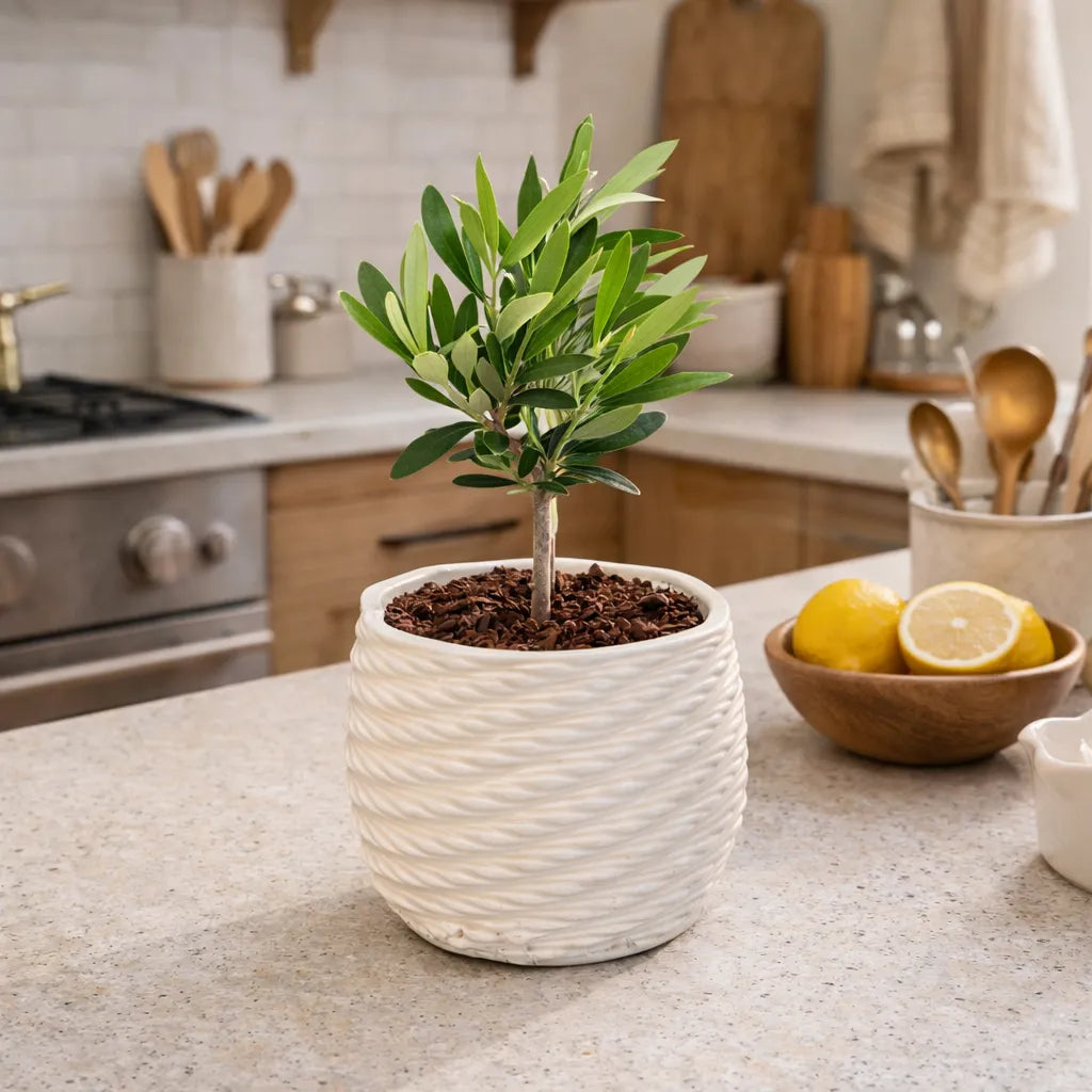 Bonsai olivo in vaso di ceramica Carina D. 10 cm H. 23 cm