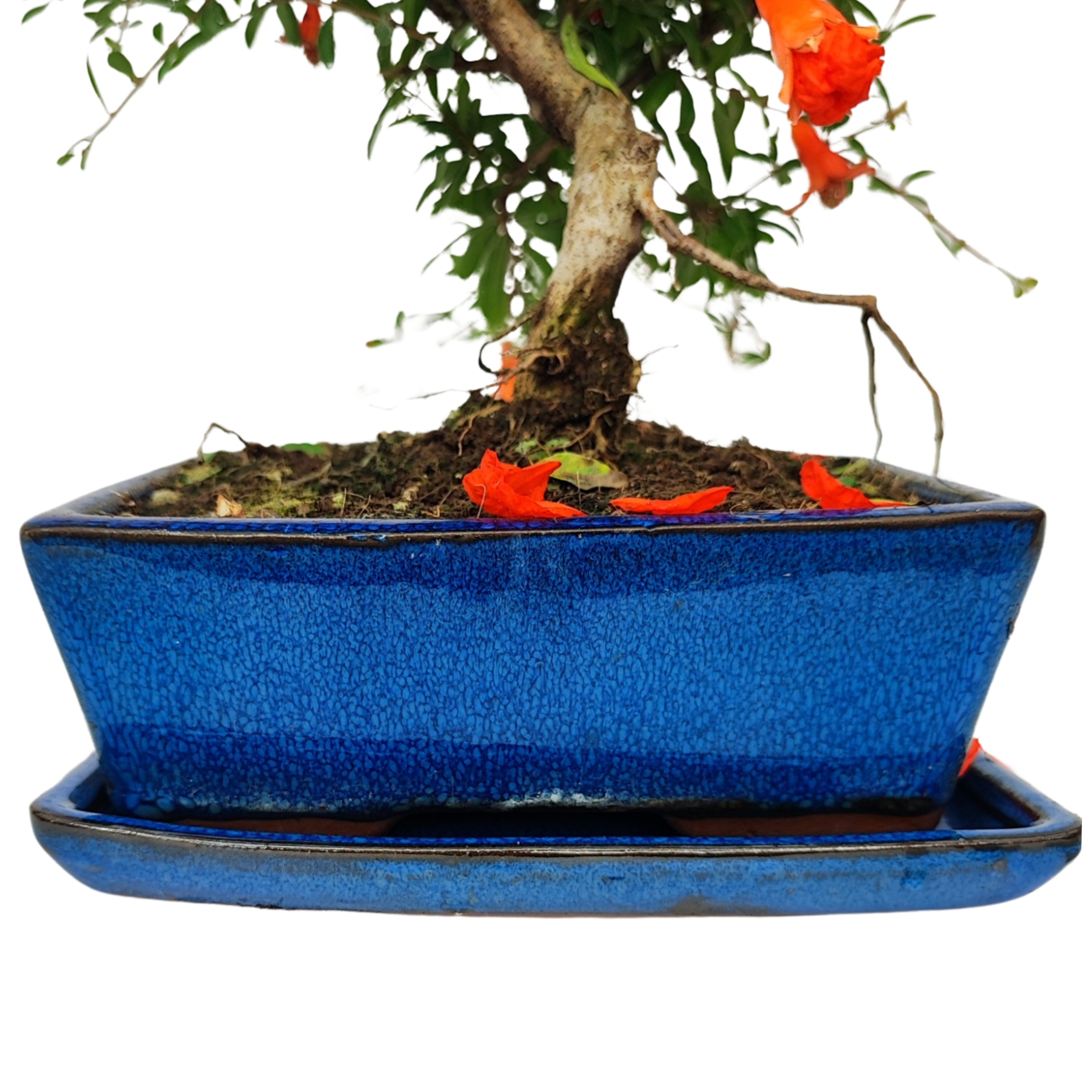 Bonsai Punica Granatum Nana 7 Anni - Collezione Premium