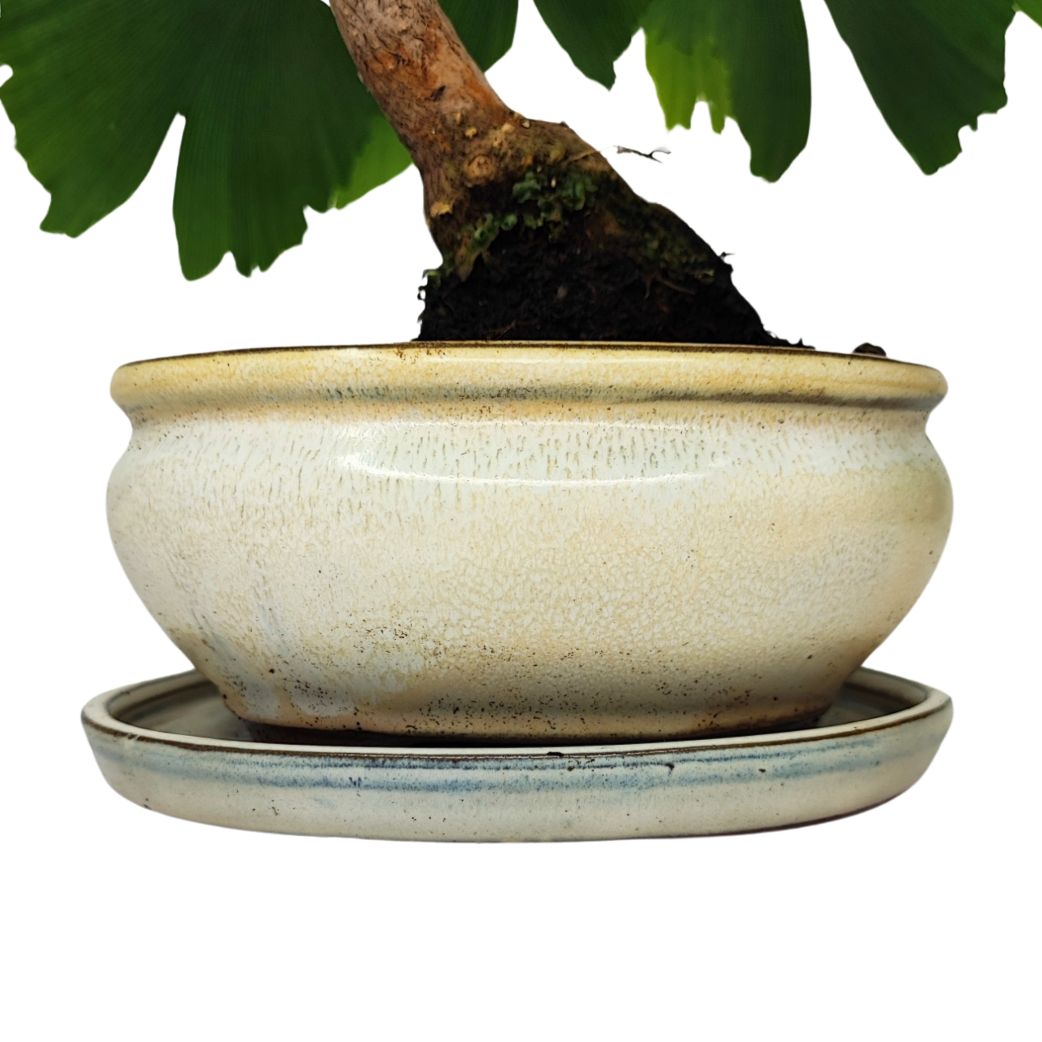 Bonsai Ginkgo Biloba 8 Anni - Collezione Premium