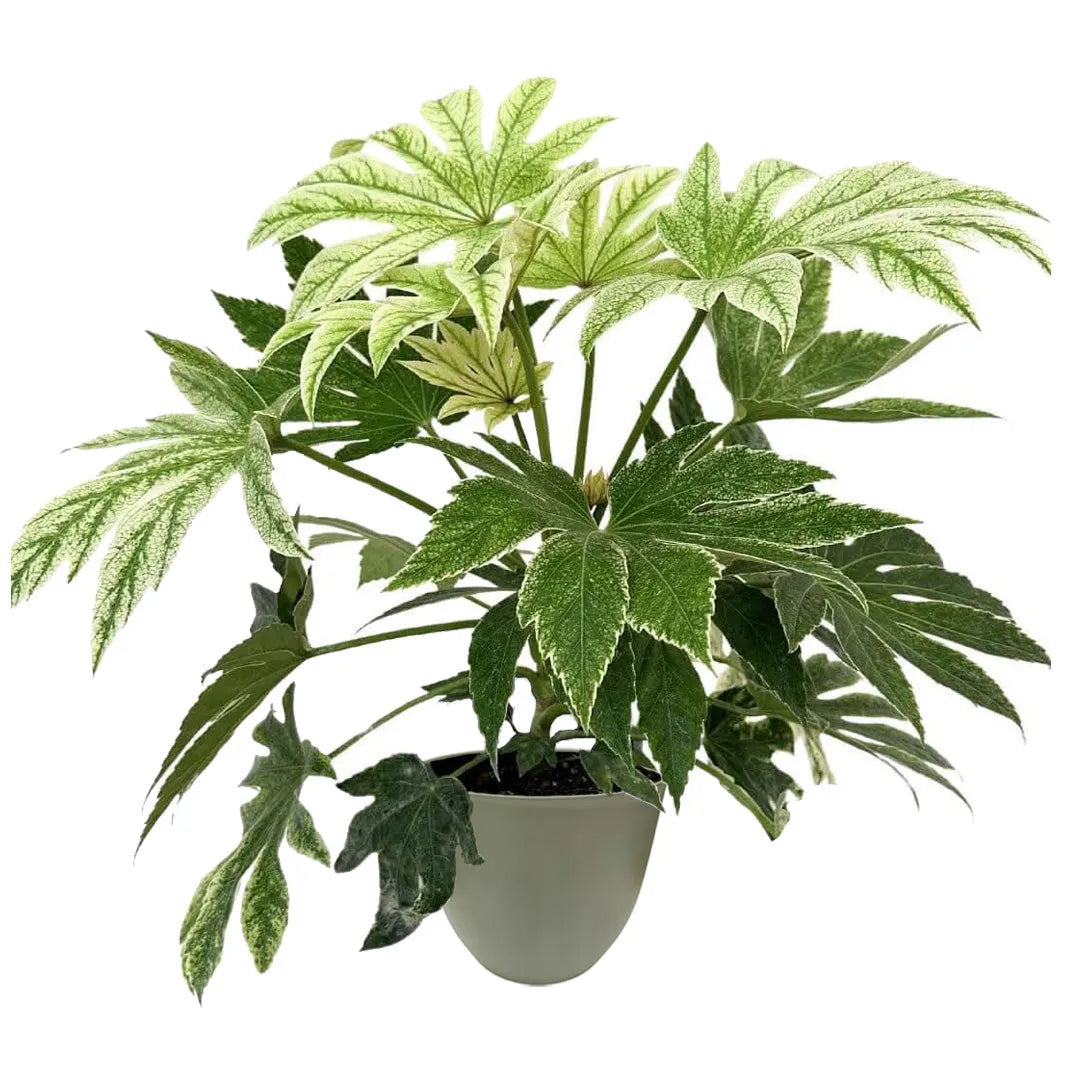 Aralia Fatsia Japonica , Variegata