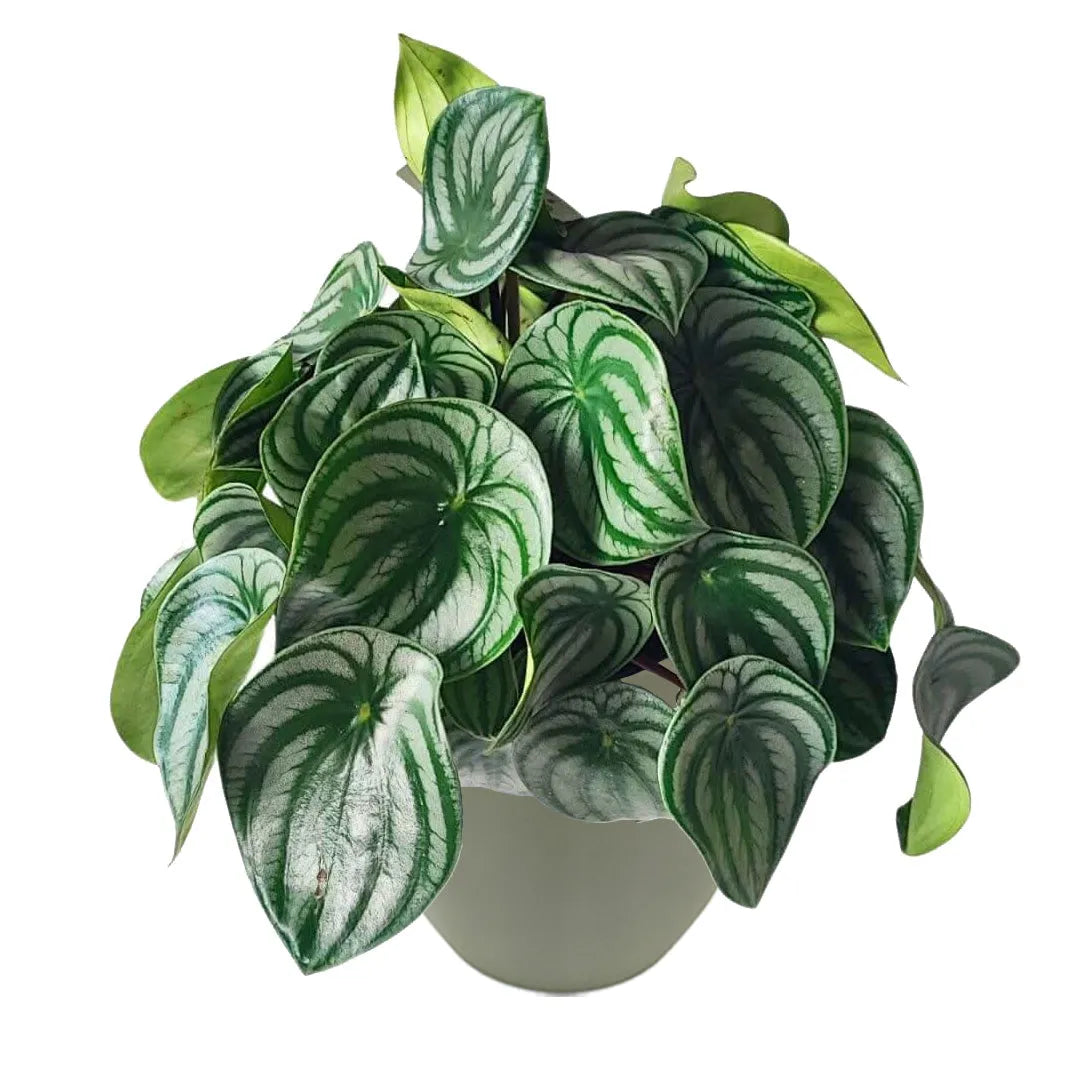 Peperomia argyreia D.17 cm