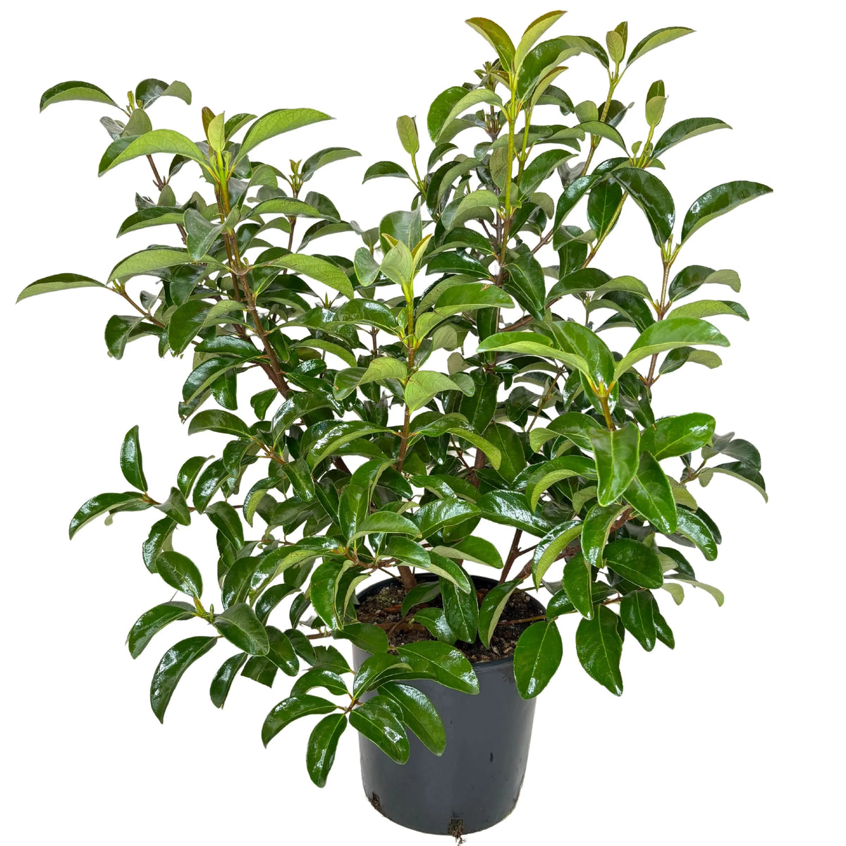 Viburnum Lucido