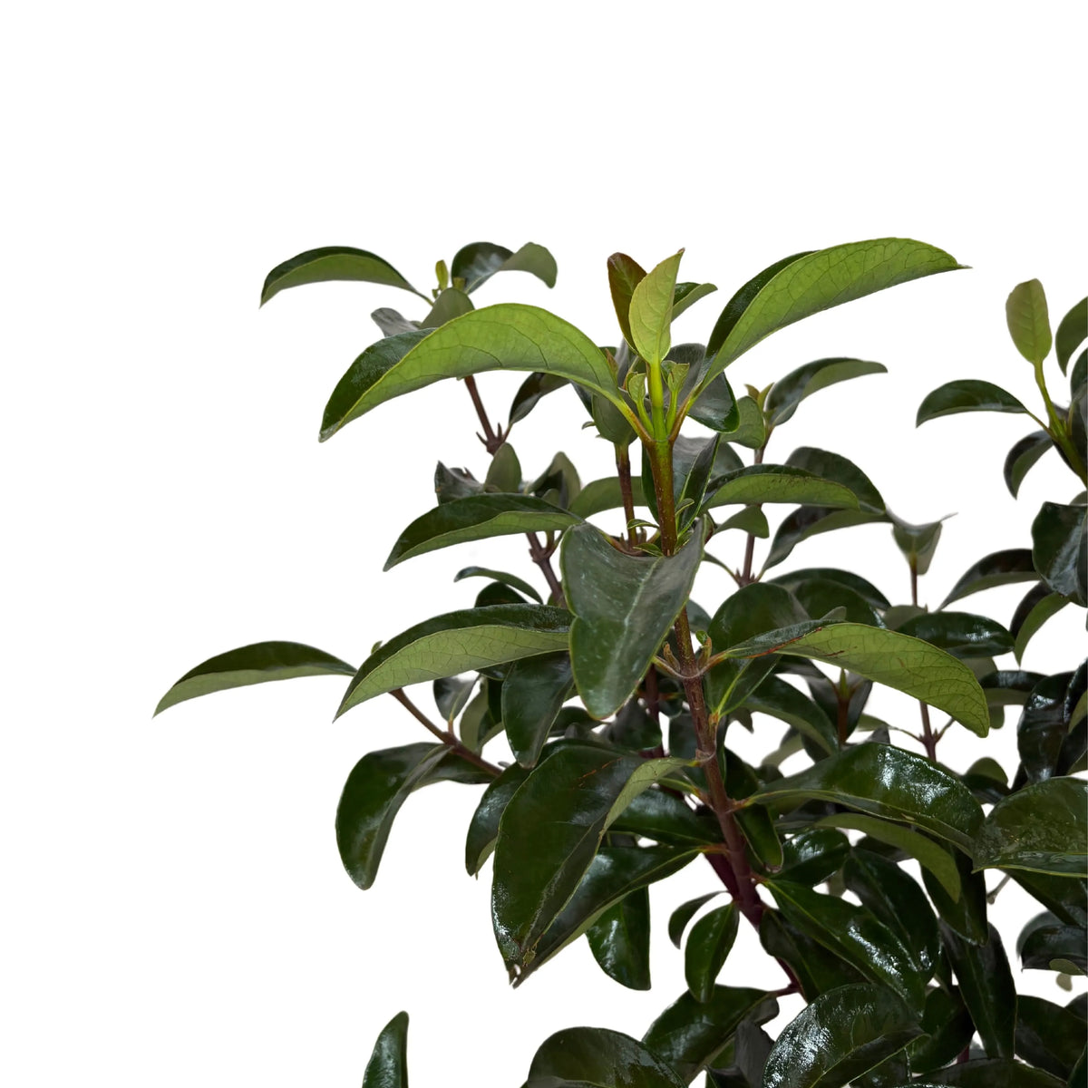 Viburnum Lucido