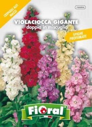 Violaciocca Gigante Doppia in Miscuglio - Fioral