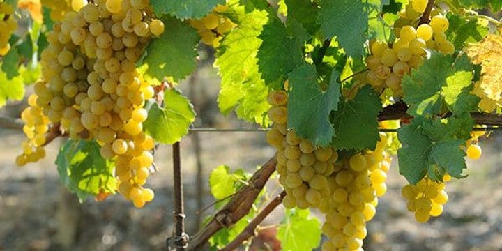Vite Chardonnay senza vaso - Uva da vino Bianca - Apice Piante