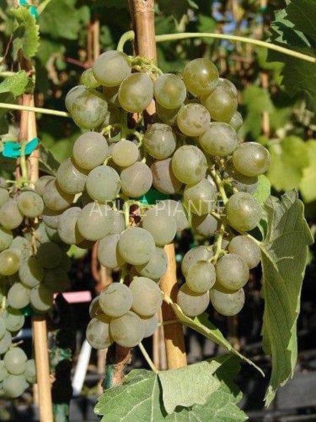 Vite Fragola Bianca - v. 15 x 15 cm - Uva tavola resistente malattie - Apice Piante