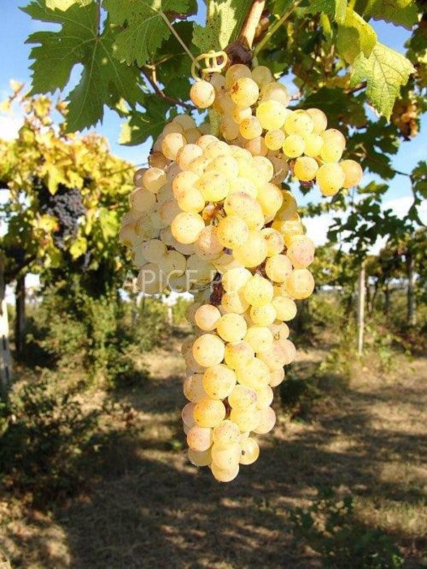 Vite Moscato Giallo Terracina - v. 15 x 15 cm - Uva tavola - Apice Piante