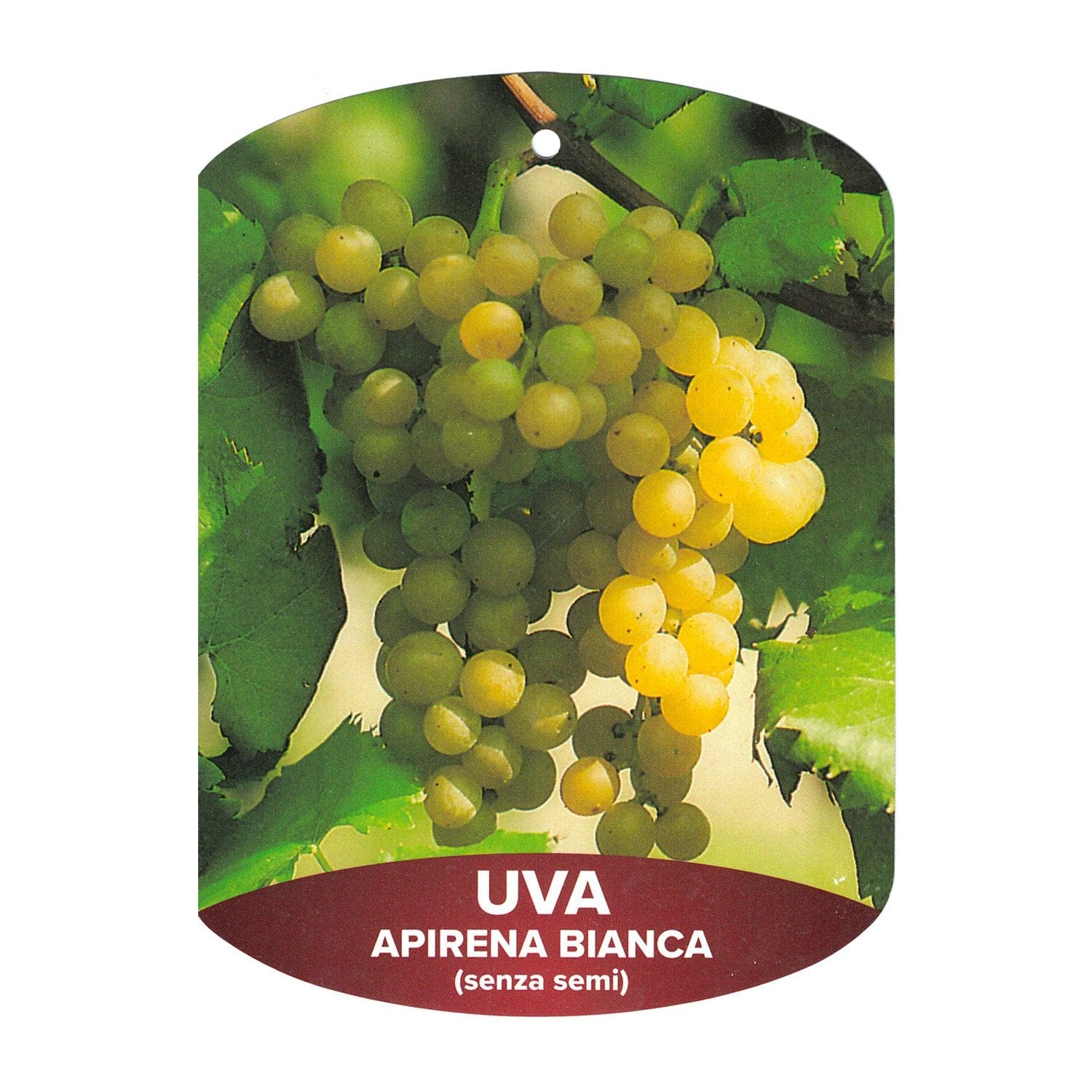 Vite Sultanina (Apirena) - v. 15 x 15 cm - Uva da tavola - Apice Piante