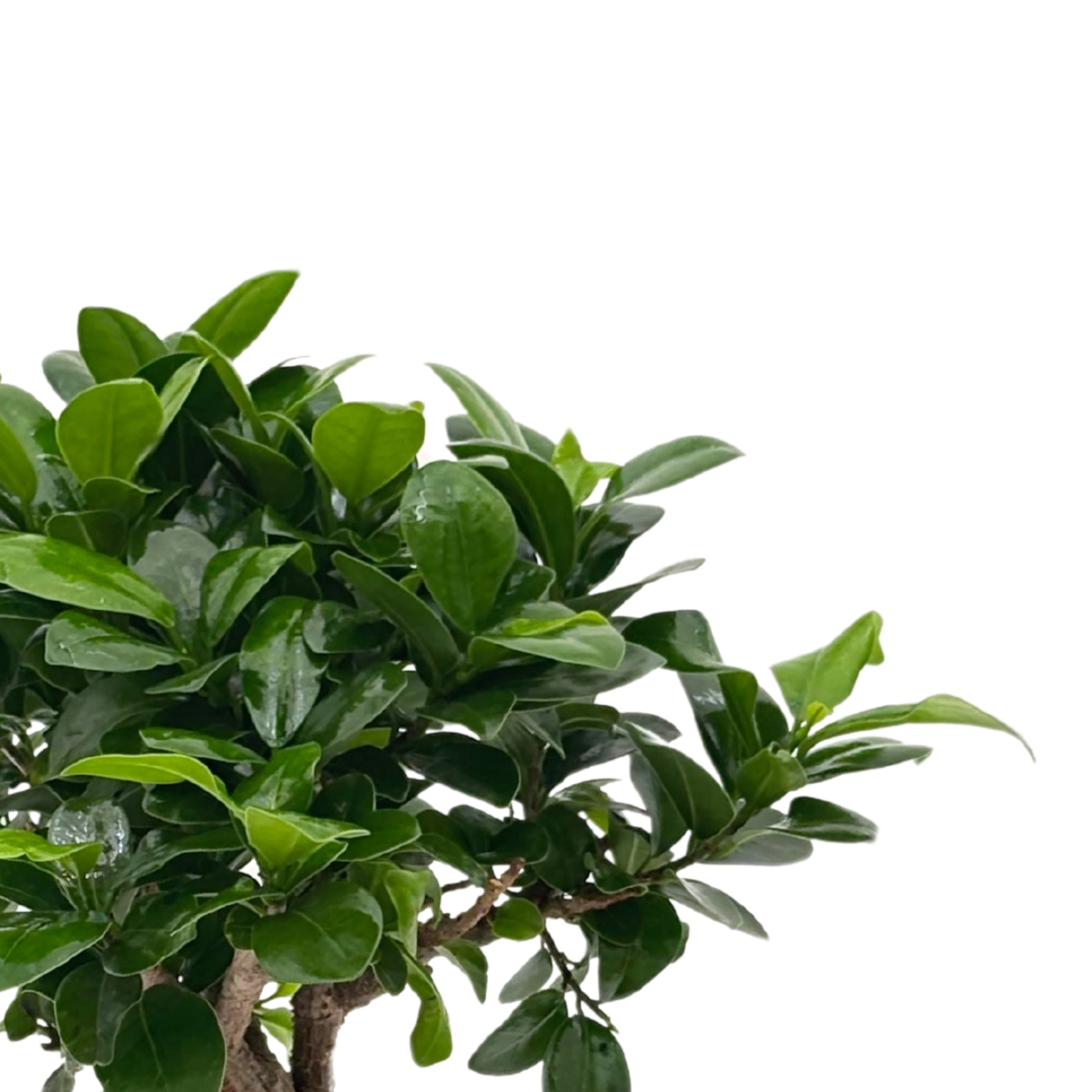 Bonsai Ficus Ginseng In vaso ceramica Bianco altezza 44 cm