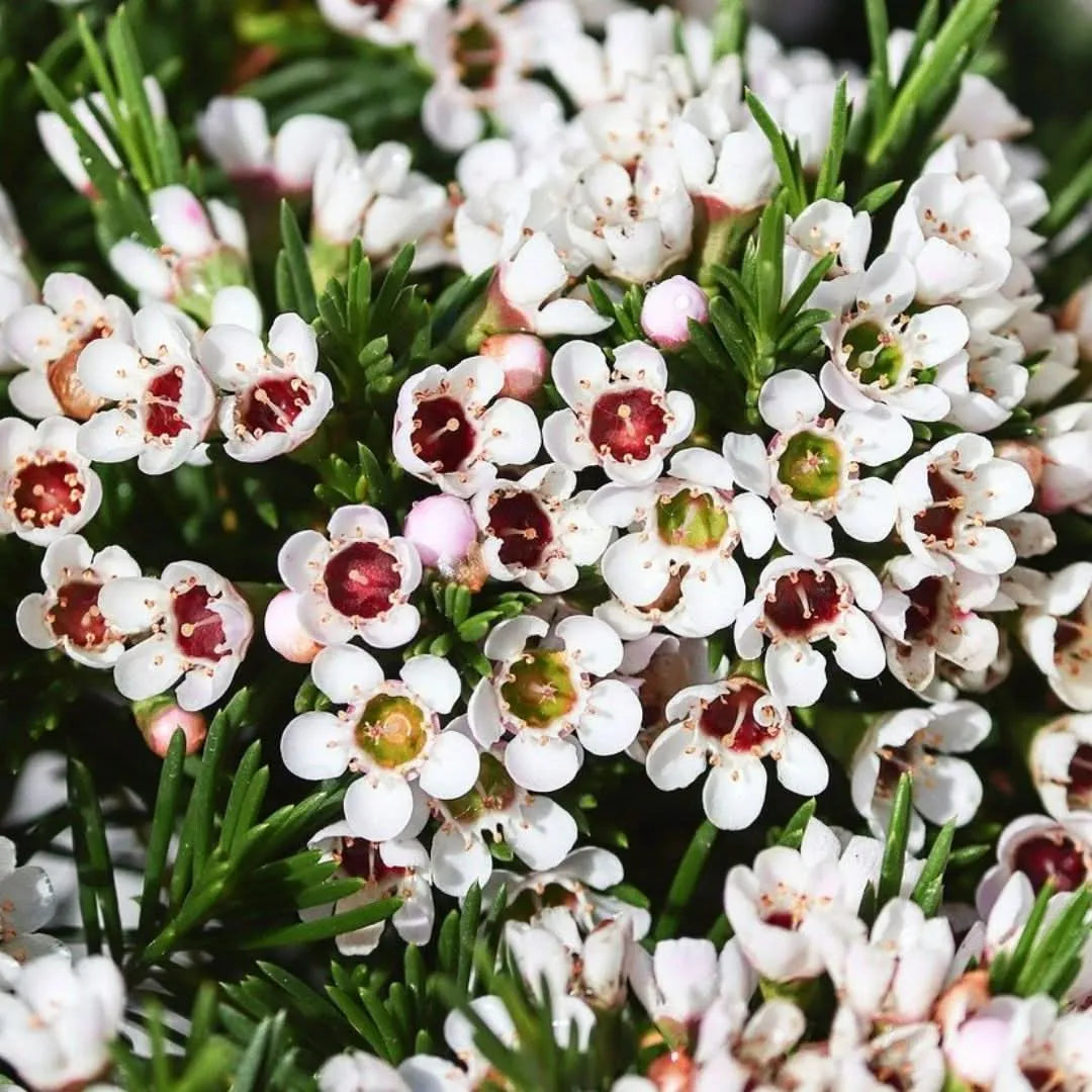Wax Flower