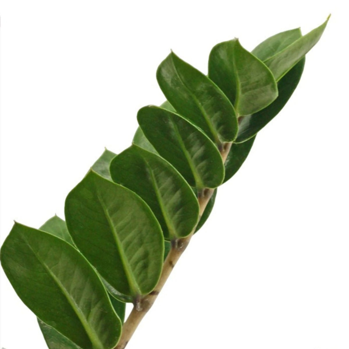 Zamioculcas Zamiifolia Vaso D.14 cm